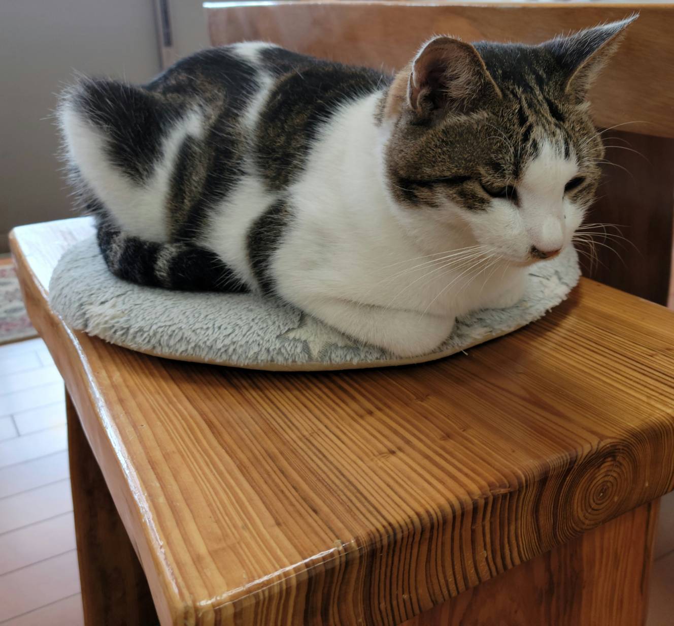 オフィスの癒し係